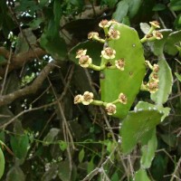 Euphorbia antiquorum L.